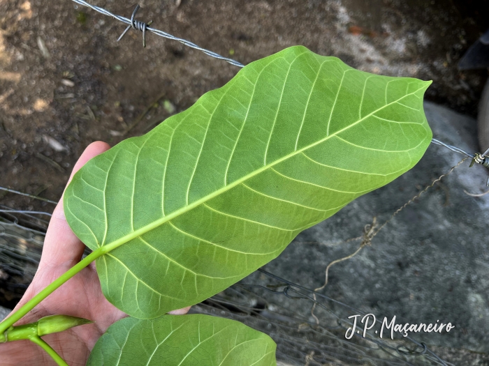 Ficus eximia