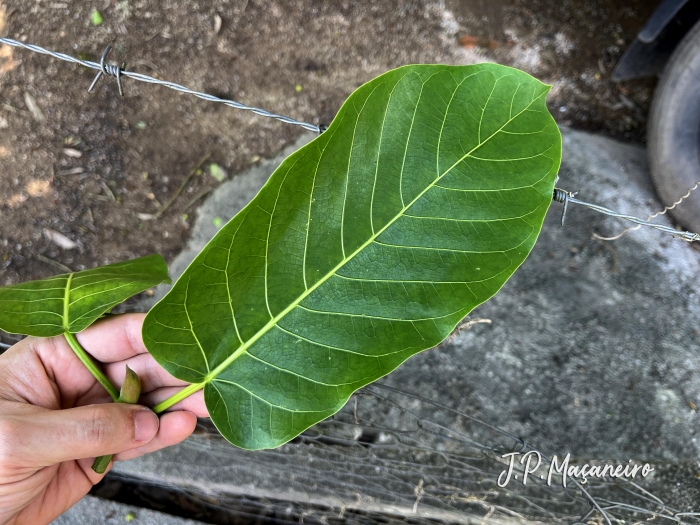 Ficus eximia