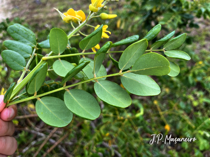 Sophora tomentosa