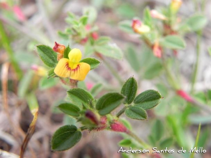 Stylosanthes viscosa
