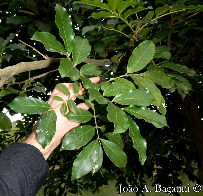 Guarea macrophylla