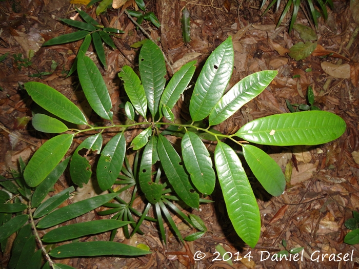 Virola bicuhyba