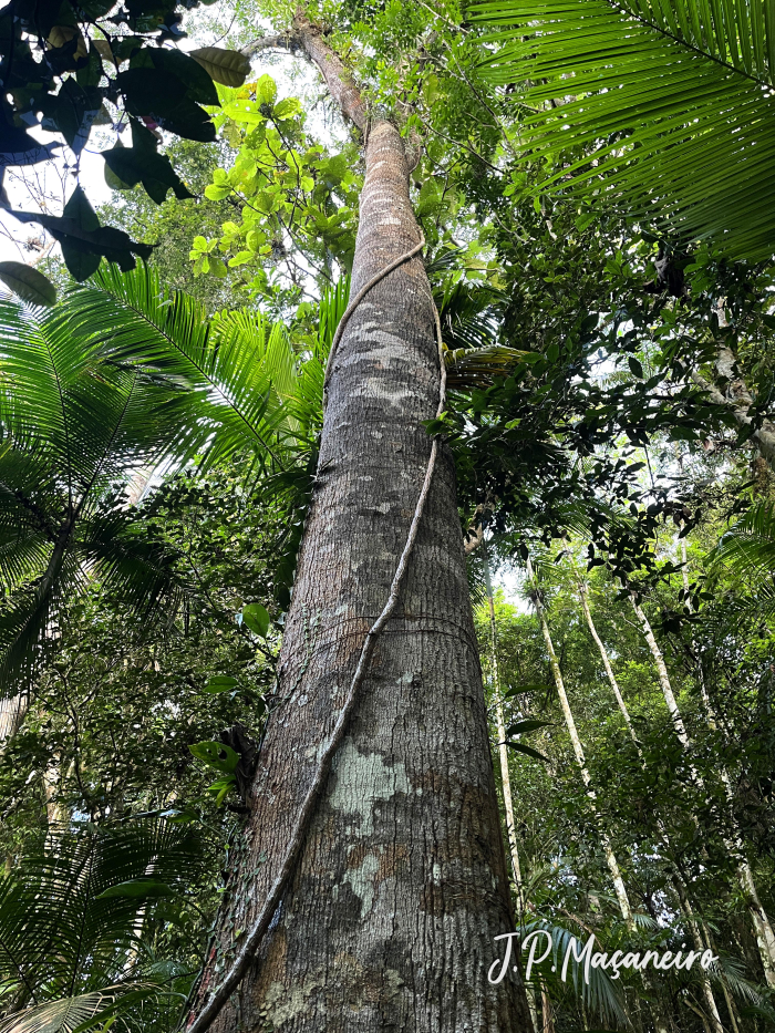Virola bicuhyba