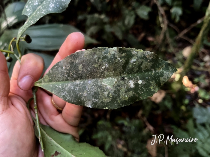 Ardisia guianensis
