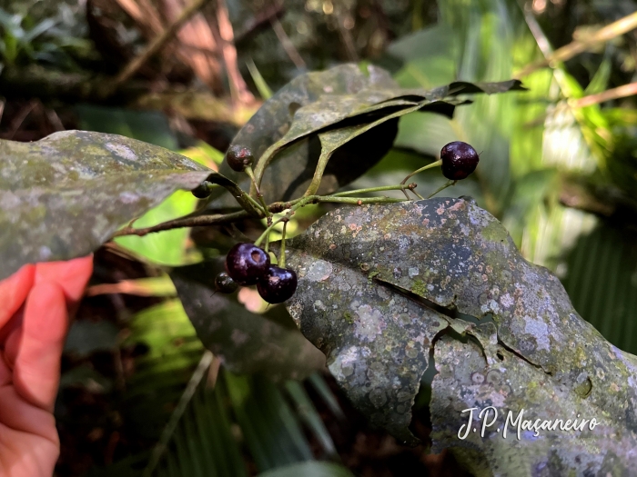 Ardisia guianensis
