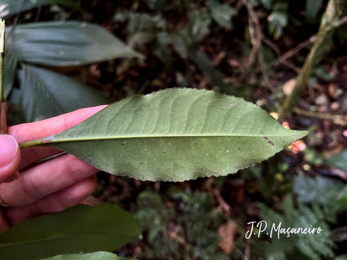 Ardisia guianensis