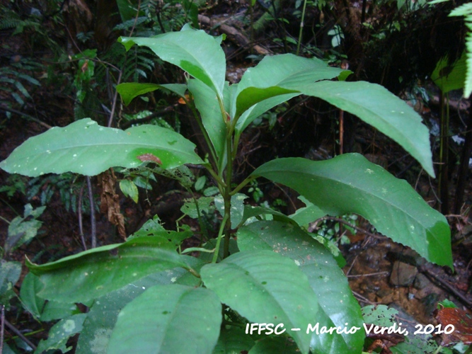 Ardisia guianensis