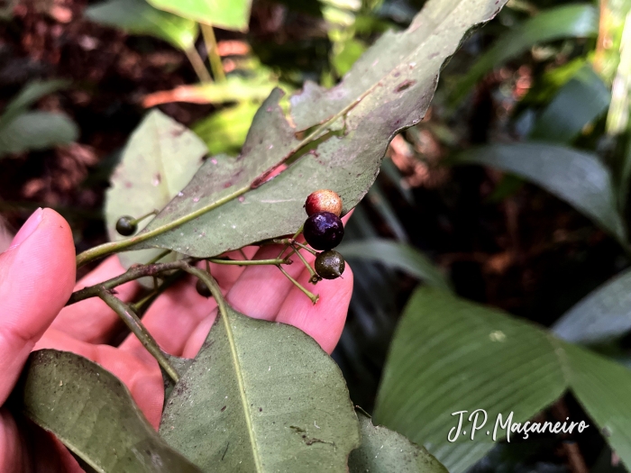 Ardisia guianensis