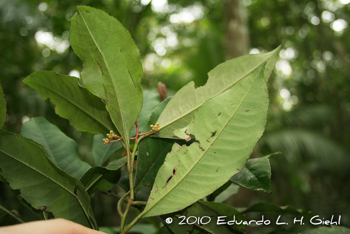 Ardisia guianensis