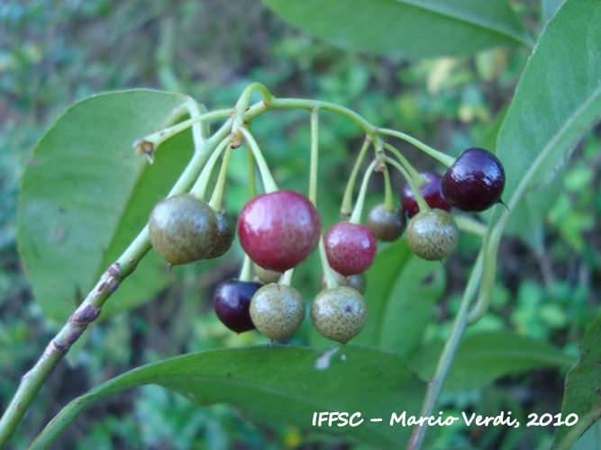 Ardisia guianensis