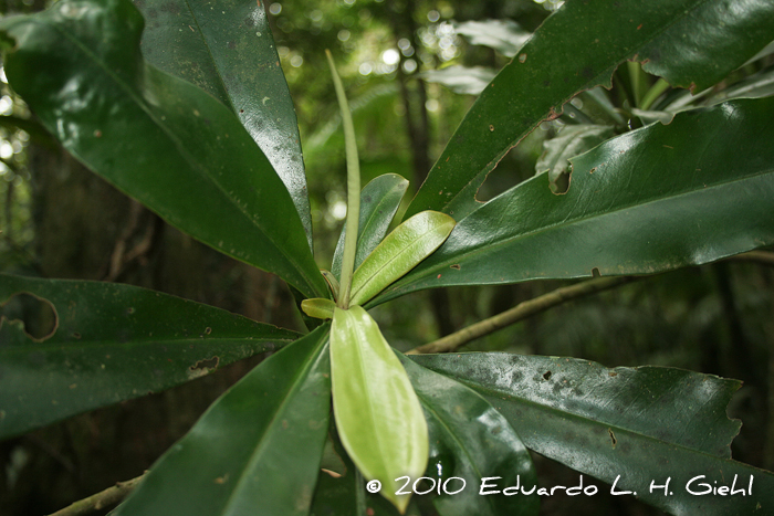 Myrsine hermogenesii