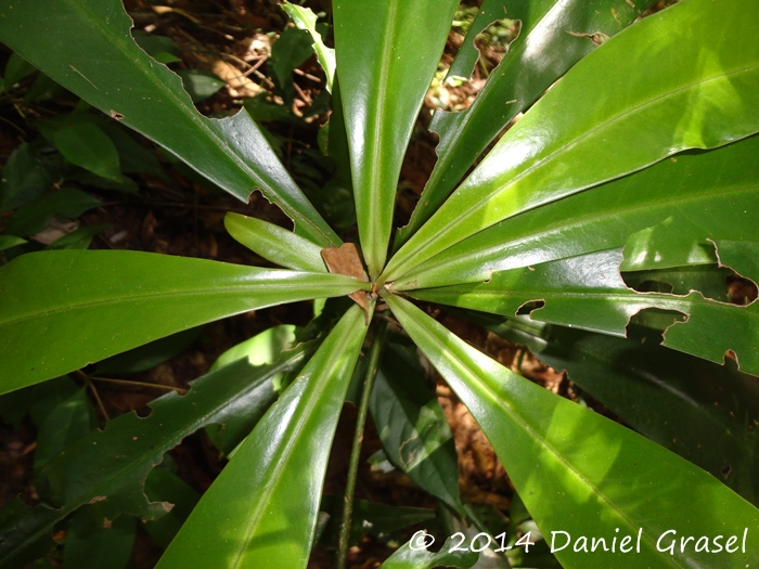 Myrsine hermogenesii