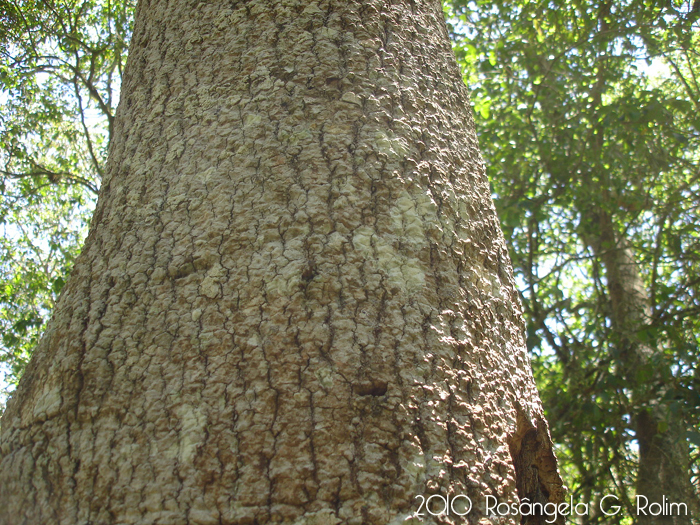 Myrsine laetevirens