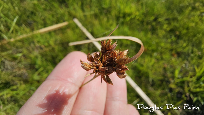 Rhynchospora brownii