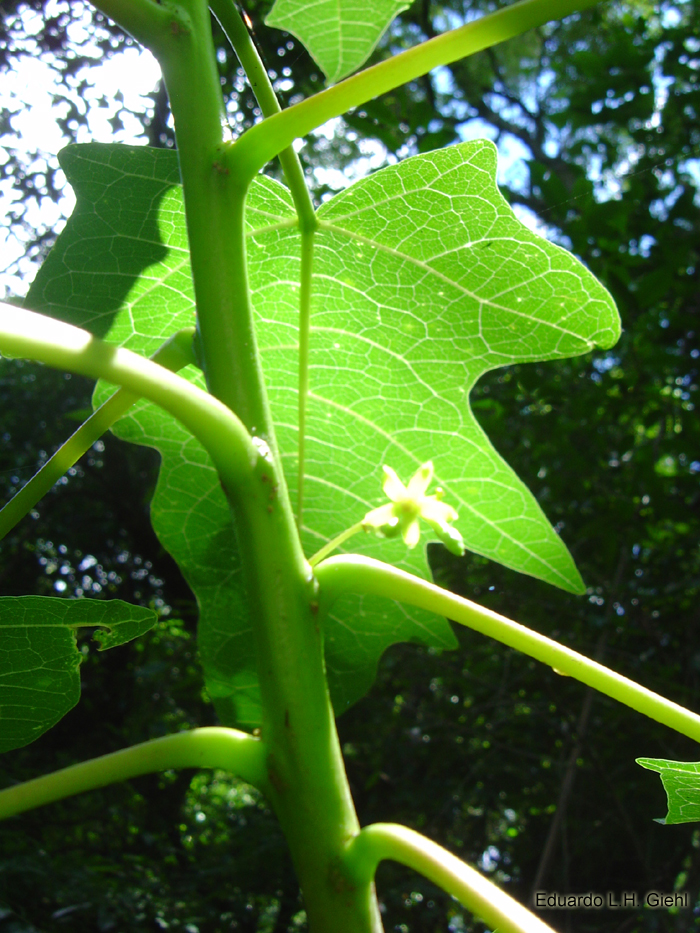 Vasconcellea quercifolia