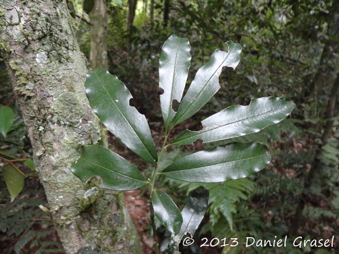 Myrsine loefgrenii