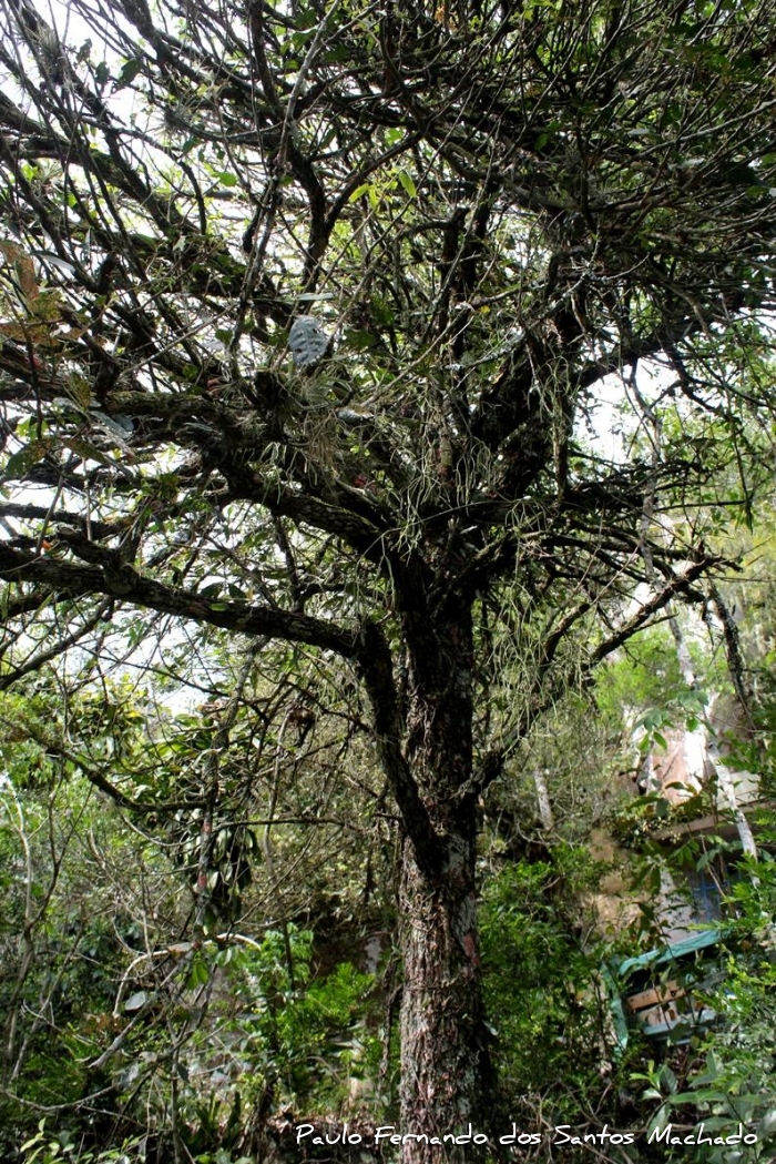 Guarea macrophylla