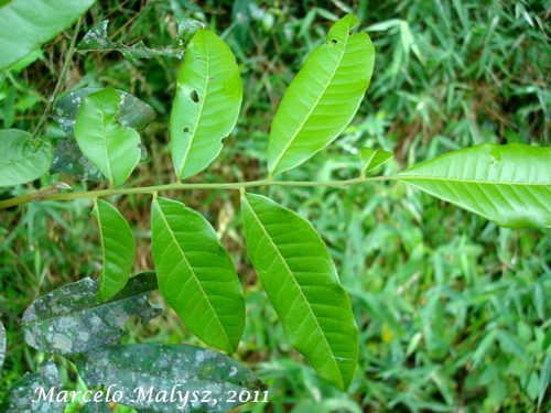 Trichilia catigua