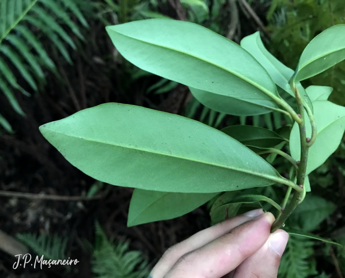 Myrsine lorentziana