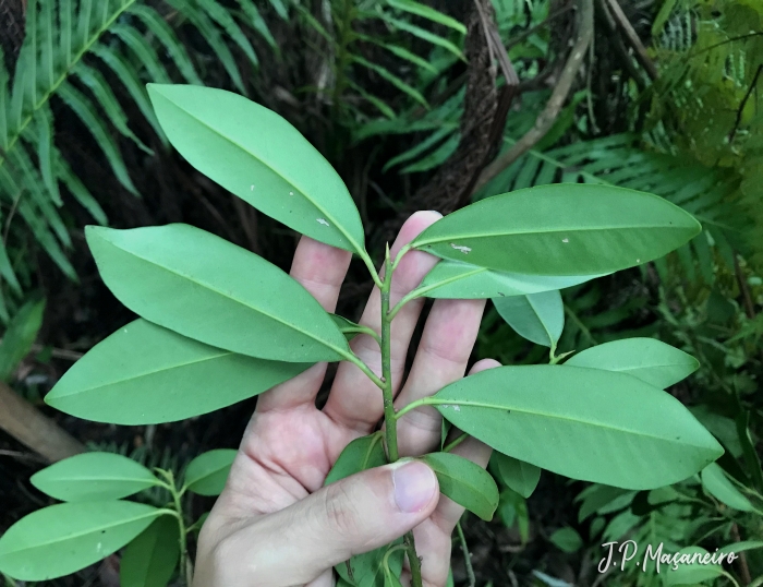 Myrsine lorentziana