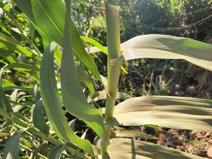 Arundo donax