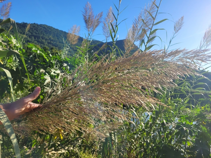Arundo donax