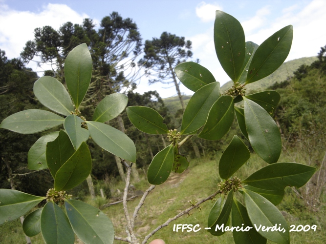 Myrsine gardneriana