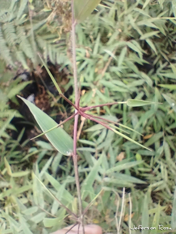 Aulonemia lanciflora