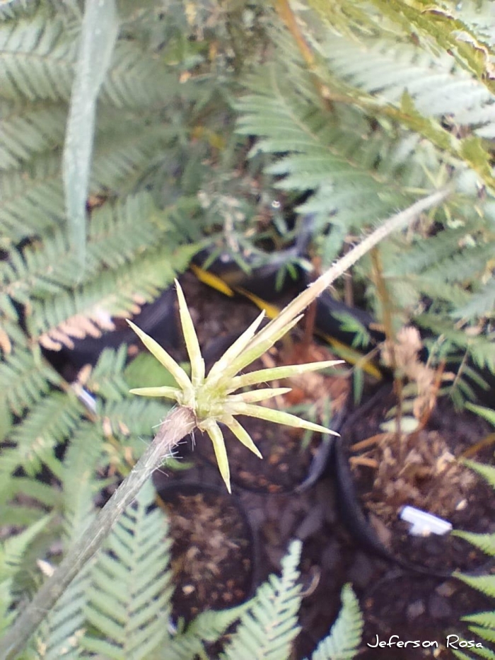 Aulonemia lanciflora