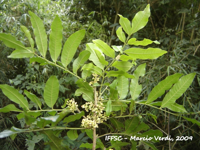 Trichilia catigua