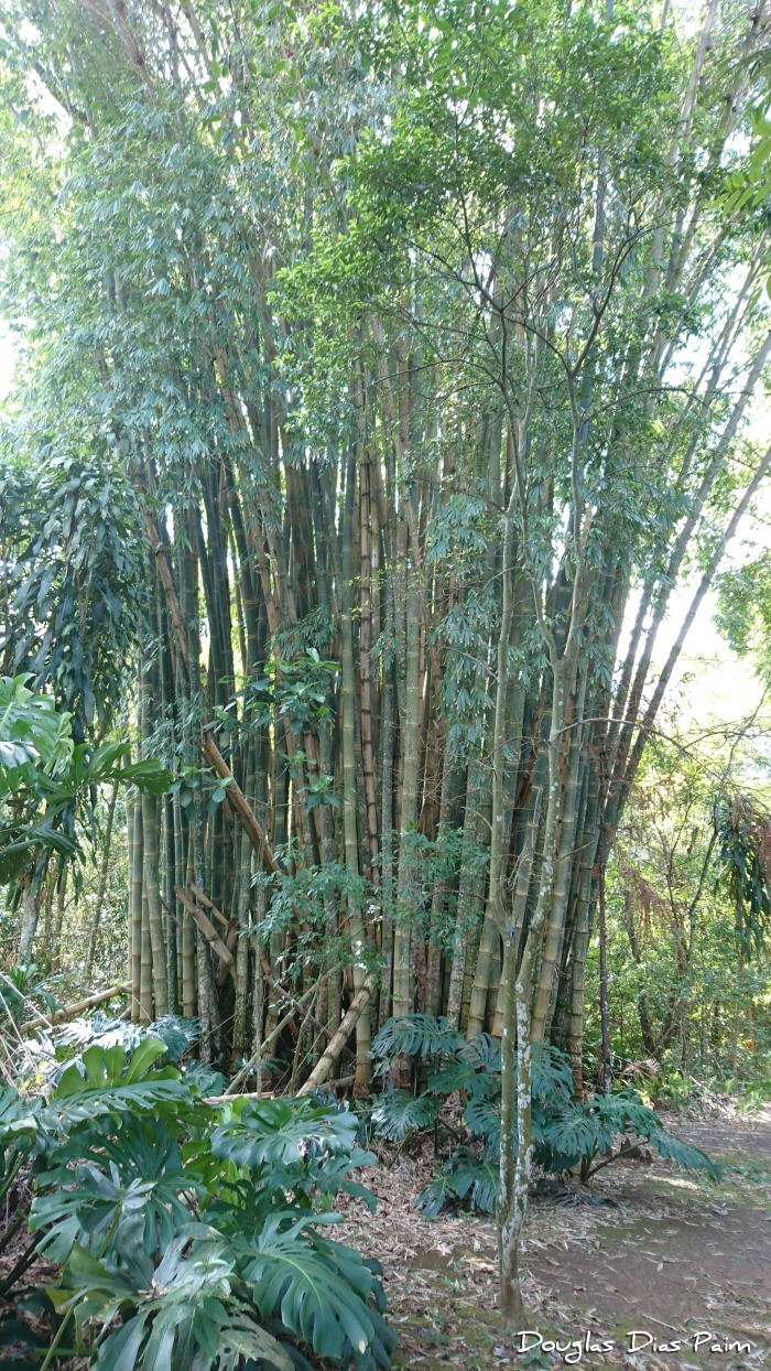 Dendrocalamus giganteus