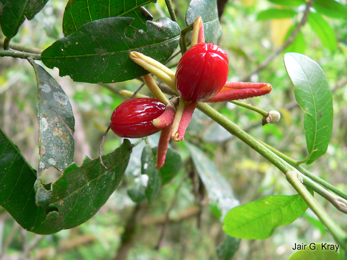 Trichilia catigua