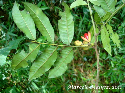 Trichilia catigua