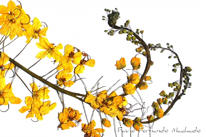 Cassia fistula