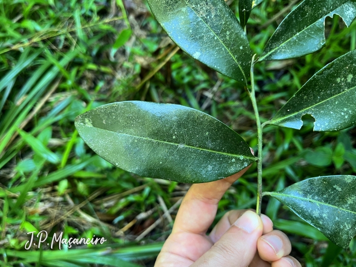 Duguetia lanceolata