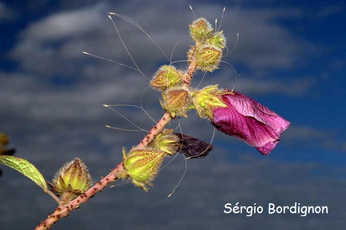 Hibiscus diversifolius