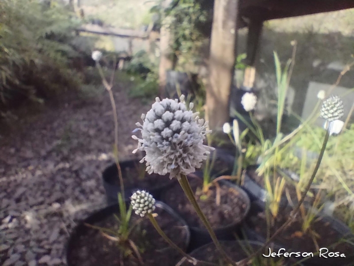 Eryngium zosterifolium