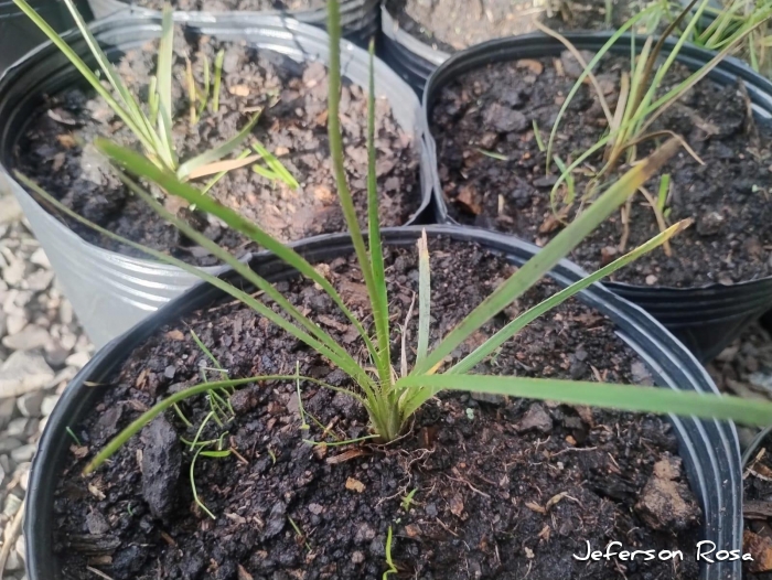 Eryngium zosterifolium
