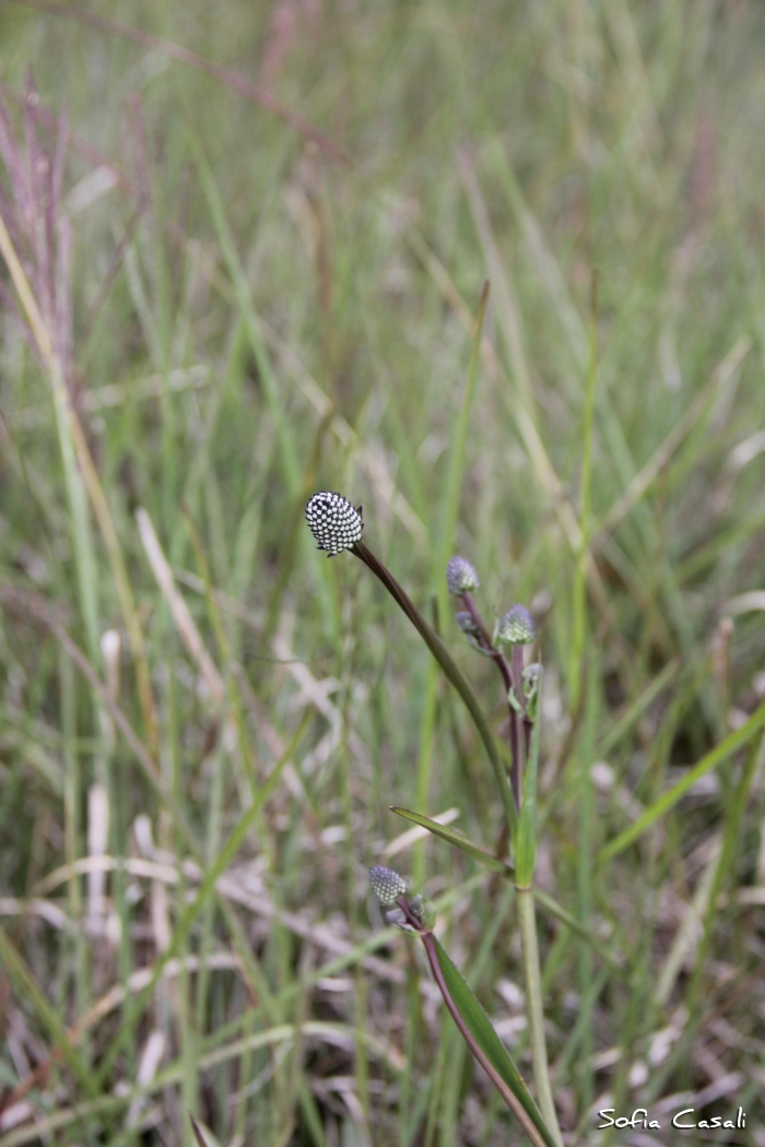 Eryngium zosterifolium