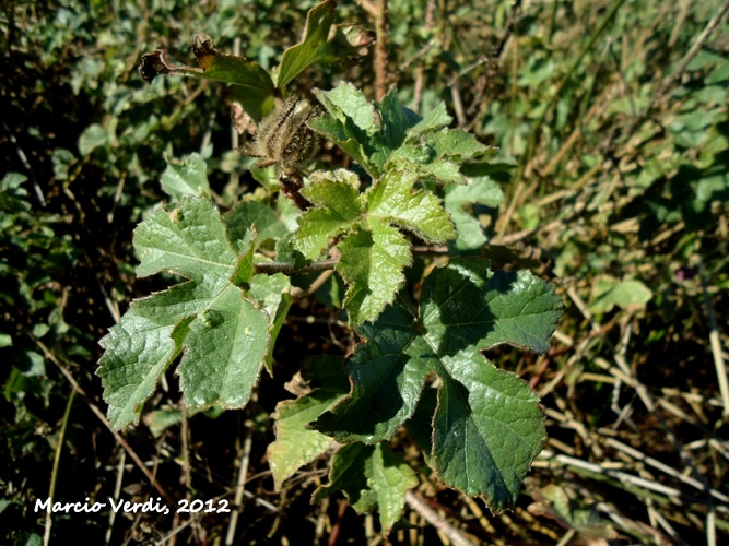 Hibiscus diversifolius