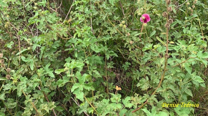 Hibiscus diversifolius