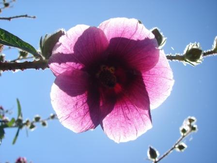 Hibiscus diversifolius