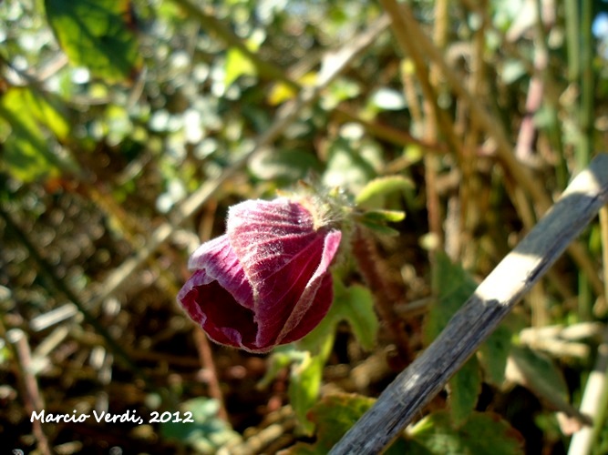 Hibiscus diversifolius