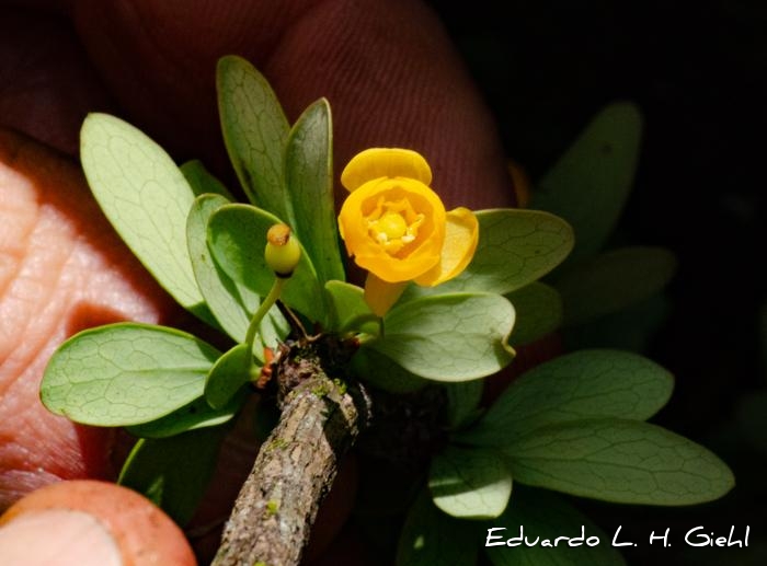 Berberis campos-portoi