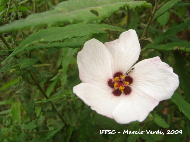 Pavonia friesii