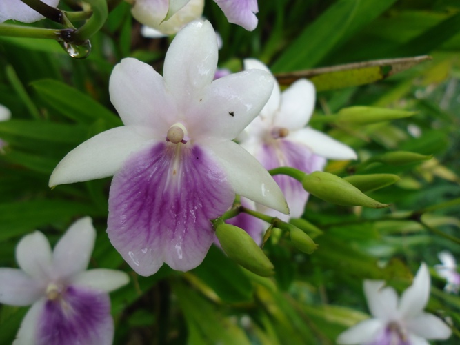 Miltonia regnellii