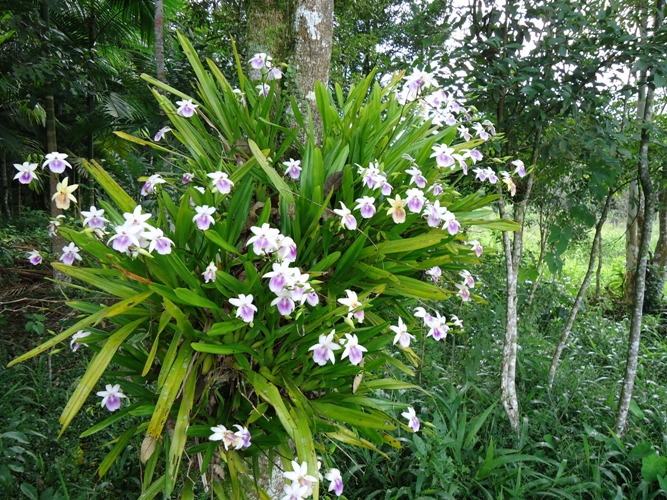 Miltonia regnellii