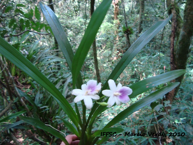 Miltonia regnellii