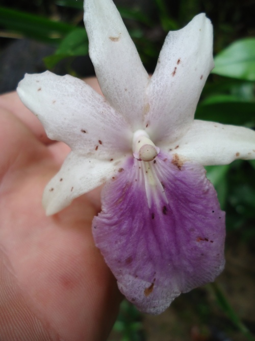 Miltonia regnellii