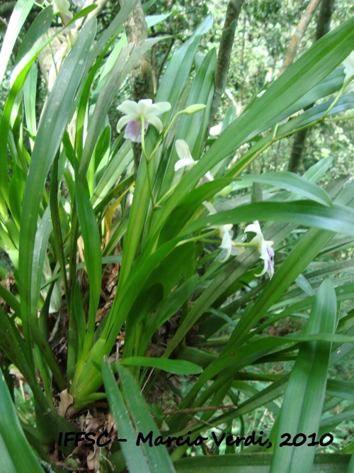 Miltonia regnellii